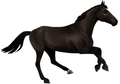 1668445259-breed-belgian-warmblood-gallop-dark-bay.png