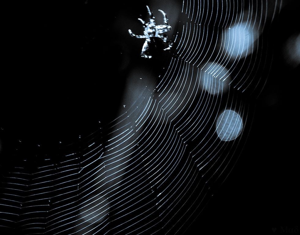 bwcobweb3blue