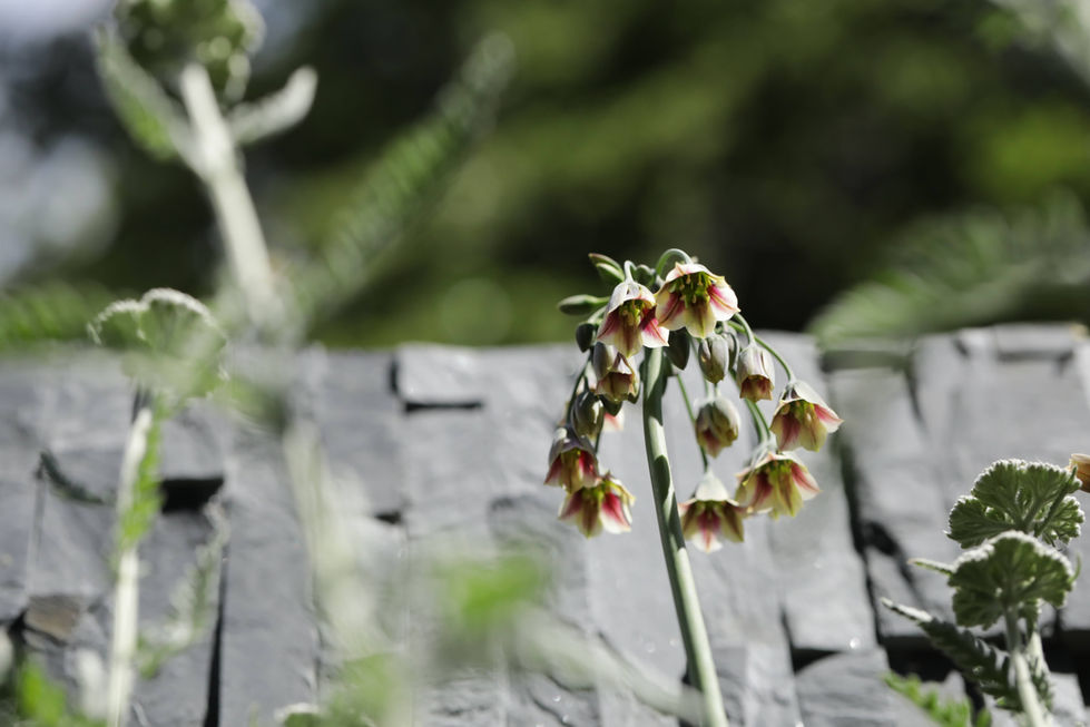 a plant with a bunch of flowers on it