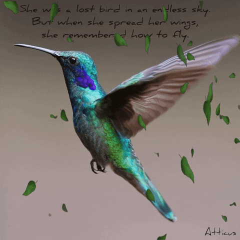 Lost Bird gif