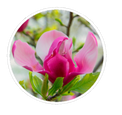 Magnolia flower Photo