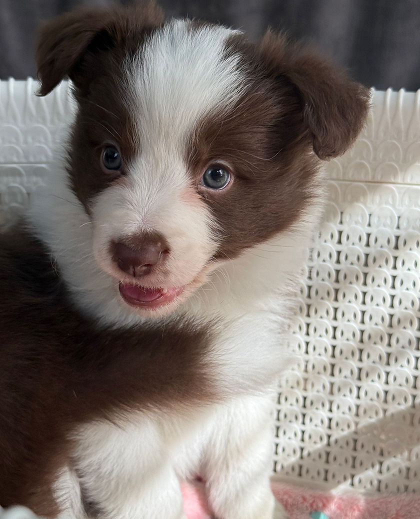 子犬情報 | yushakennel