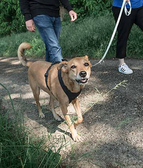Beim Persönlichen Hundetraining arbeiten wir gezielt an den Problemen zwischen Mensch und Hund, zu Hause oder wie auf dem Foto unterwegs beim Gassi gehen.