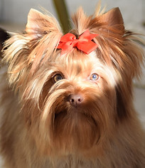 DSC_0068 - Copie.JPG