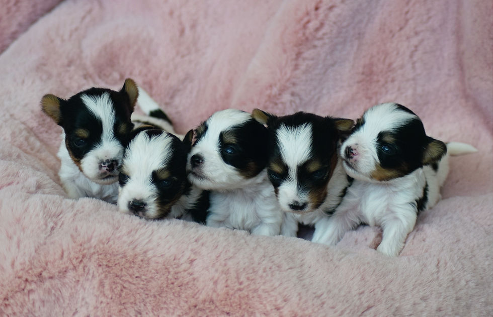 Chiots Tennessee x Dewis