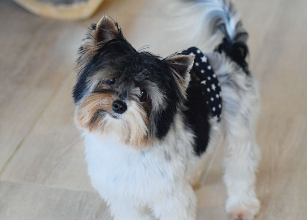 Angel's Trumpet du Chant des Grillons