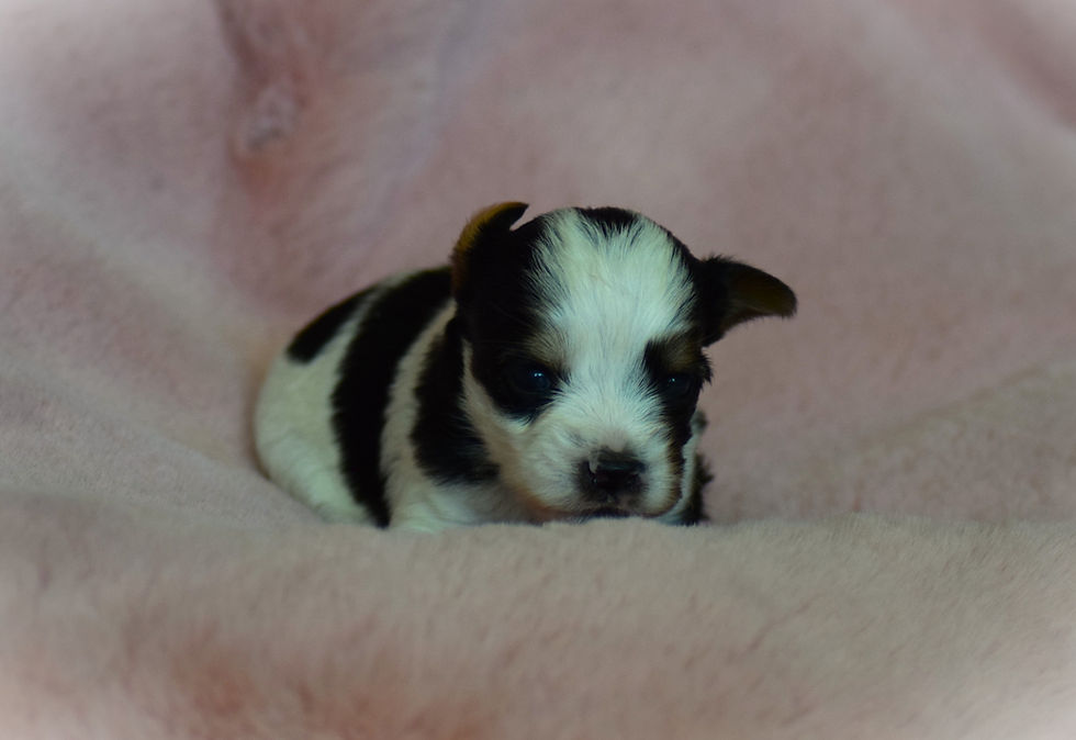 Bouncy Boy du Chant des Grillons, garçon Biewer Terrier
