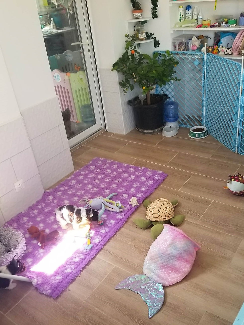 Véranda, espace dédié aux chiots et à l'accueil des adoptants