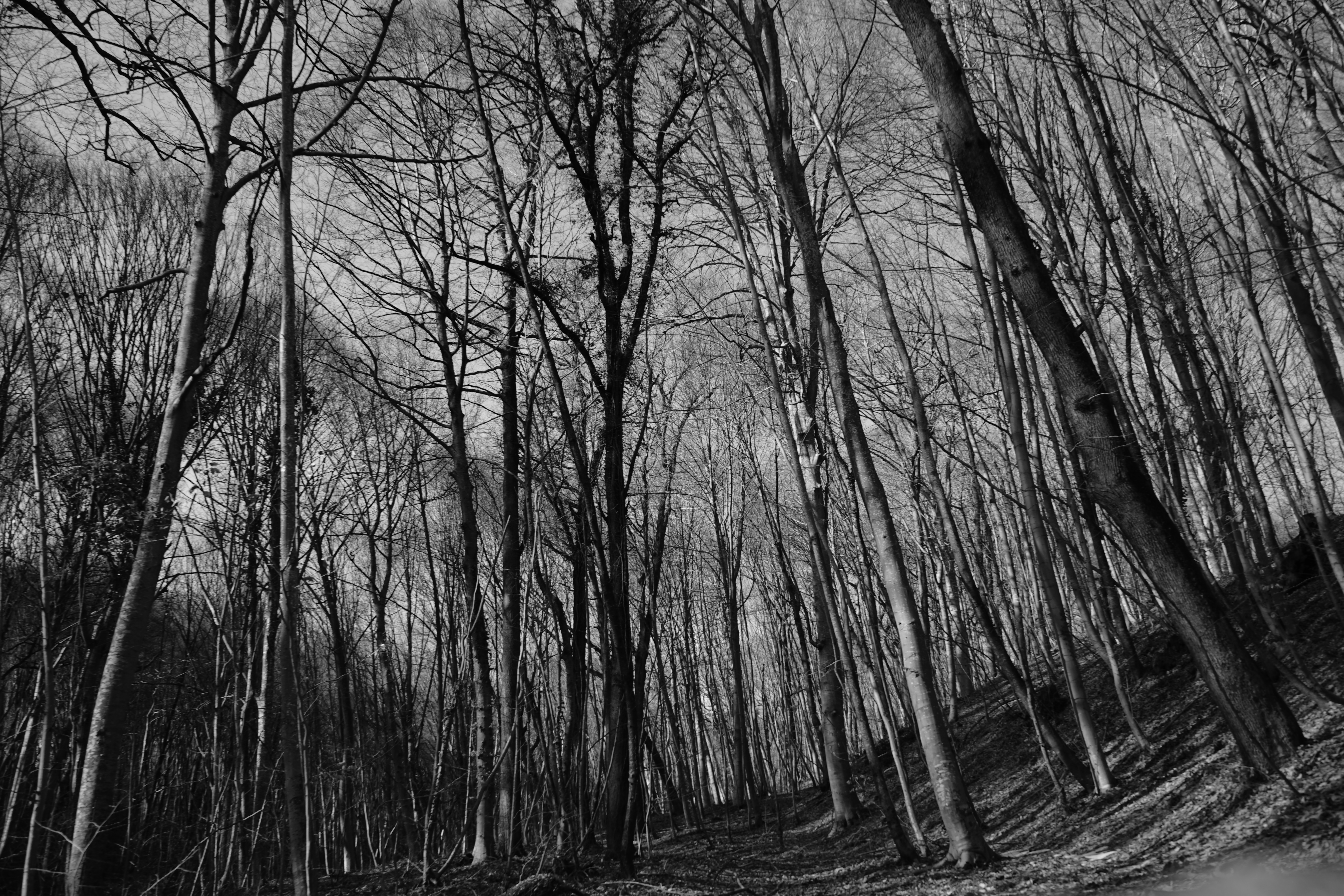 Belgrade Forest