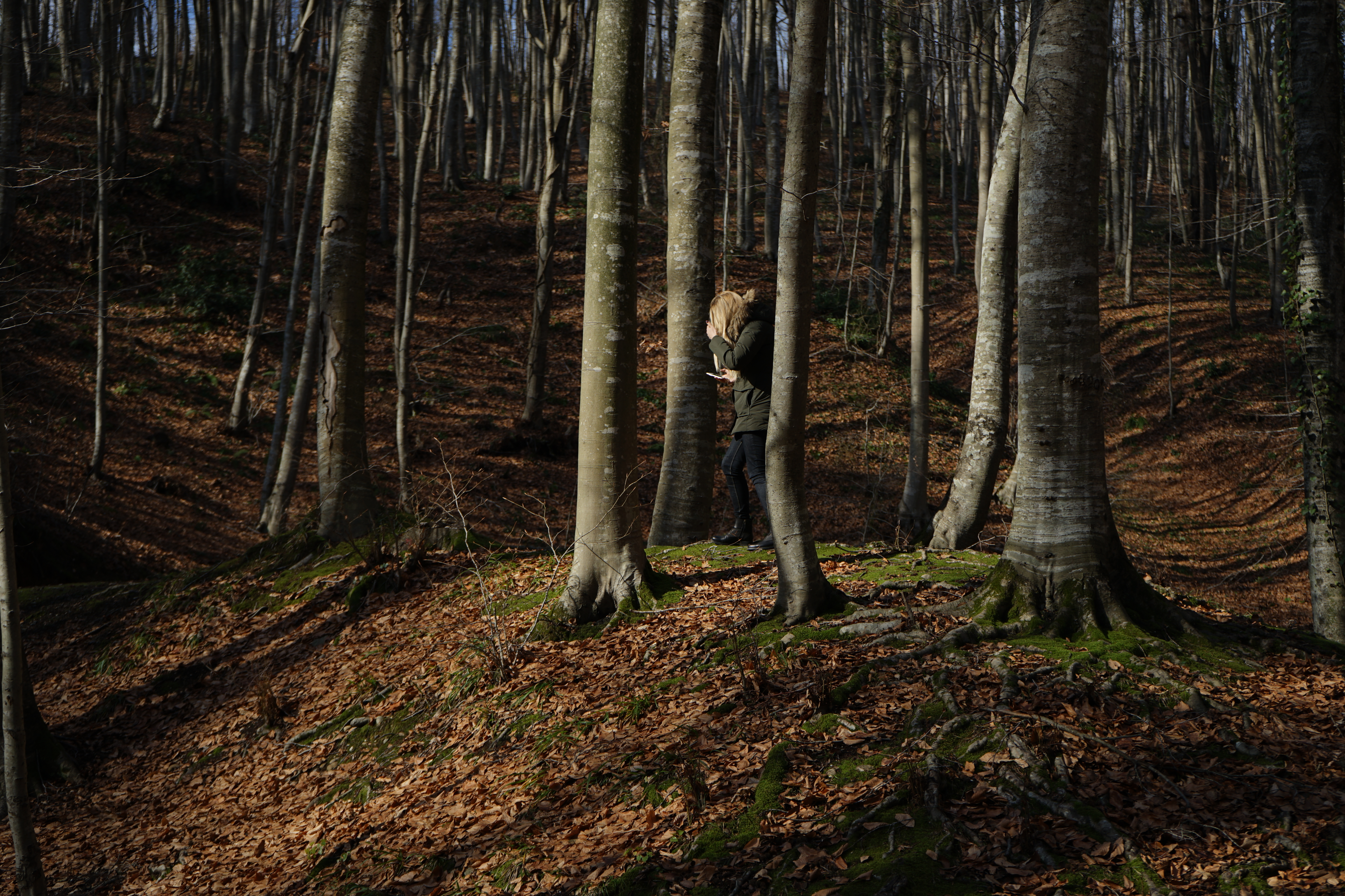 Belgrade Forest