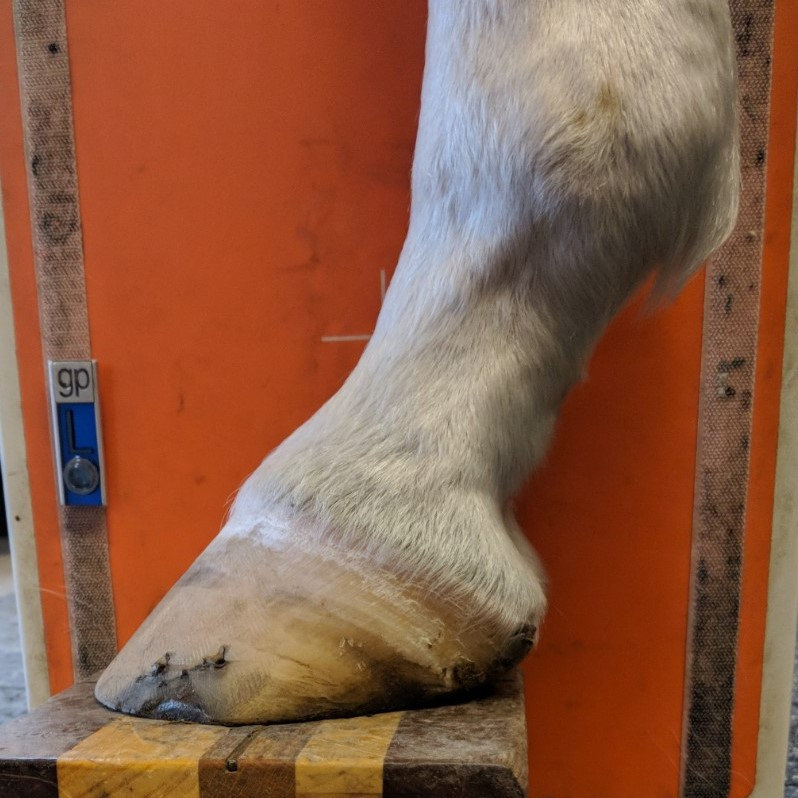 Why does your horse have no heels?