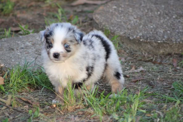 CC Blue Merle 1