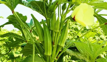 Okra: The Seed That Was Carried in Their Hair