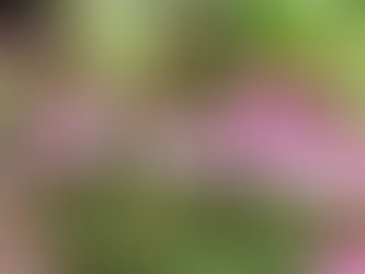 Purple coneflower (Echinacea purpurea) blooming in a summer garden