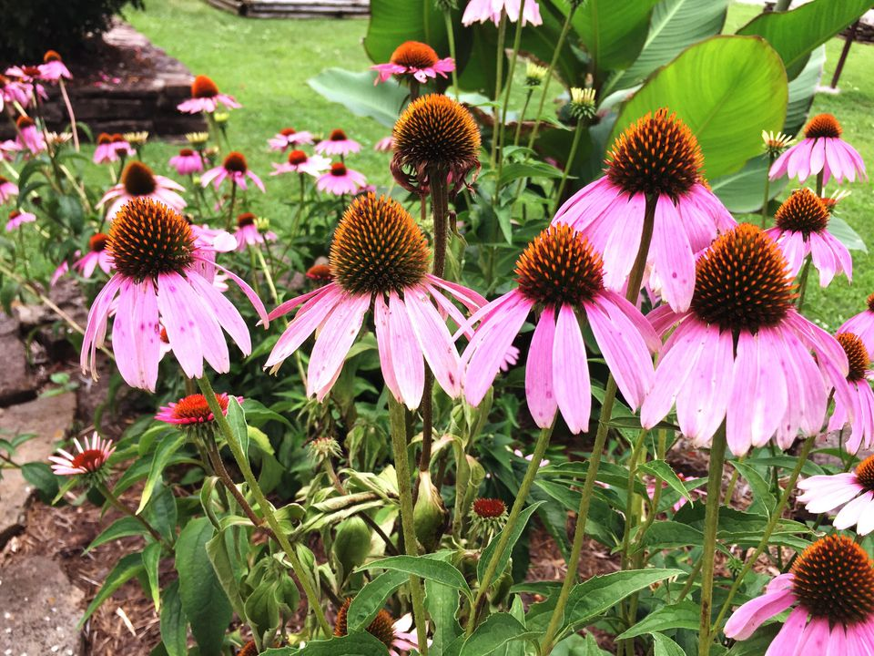 Purple coneflower (Echinacea purpurea) blooming in a summer garden