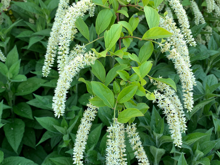 Virginia Sweetspire: The One That Shows Up Every Season