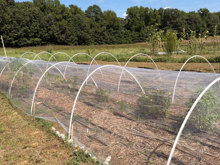 What to Plant in September in Virginia (Zone 7b) + Fall Garden Guide