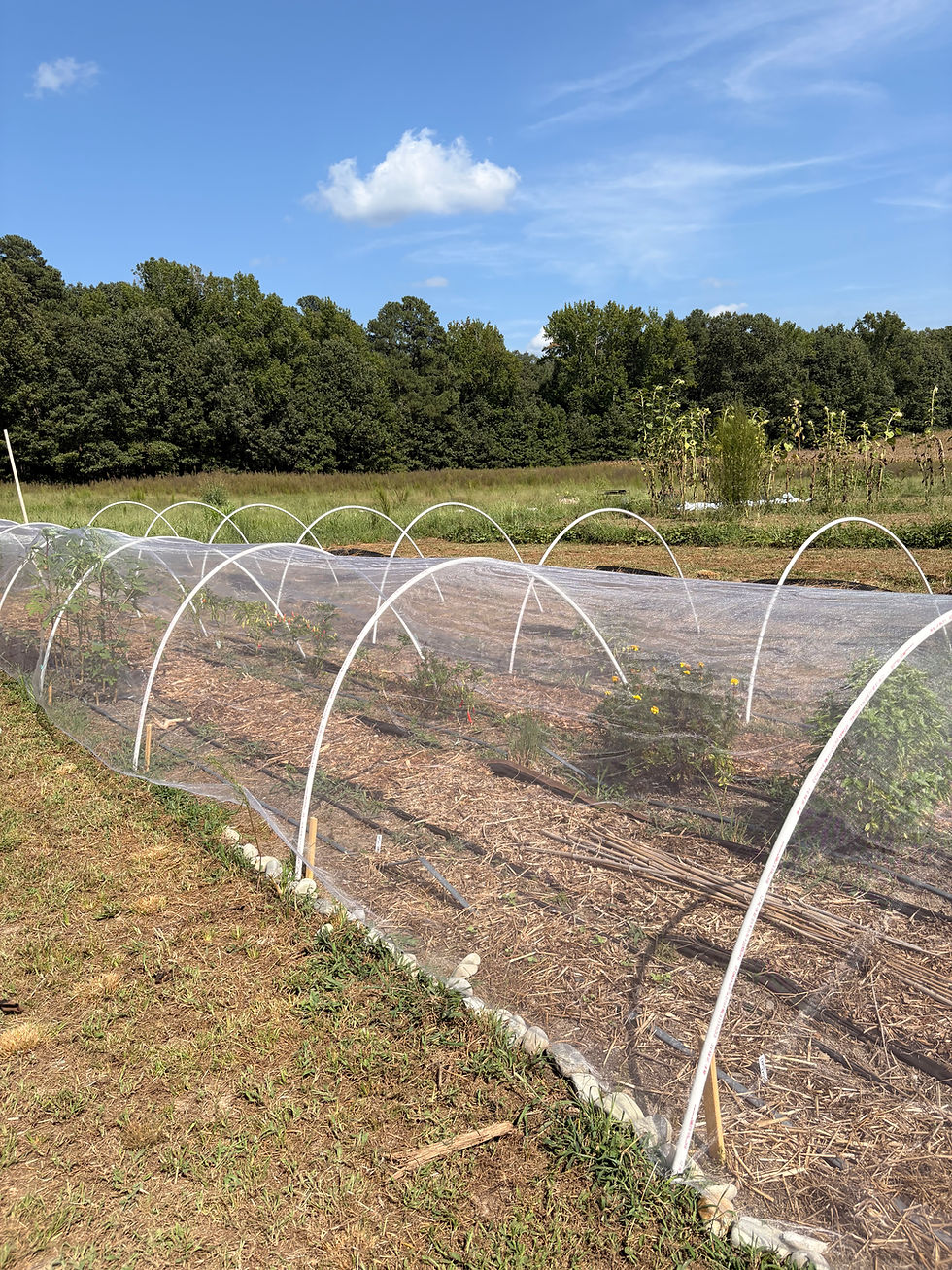 What to Plant in September in Virginia (Zone 7b) + Fall Garden Guide