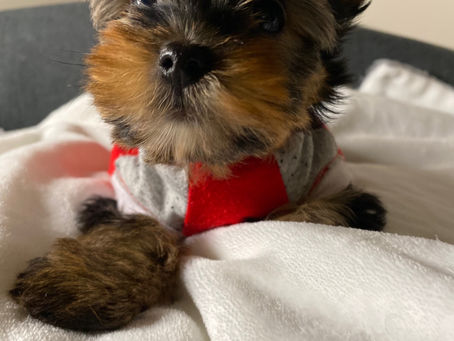 Teacup Yorkie Edmonton