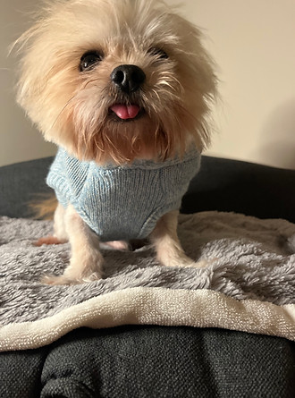 Mini Yorkies Calgary