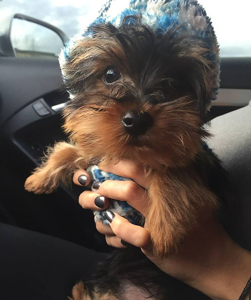 Teacup Yorkie Montreal Teacup Yorkie Montreal