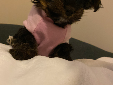 Teacup Yorkie Vancouver