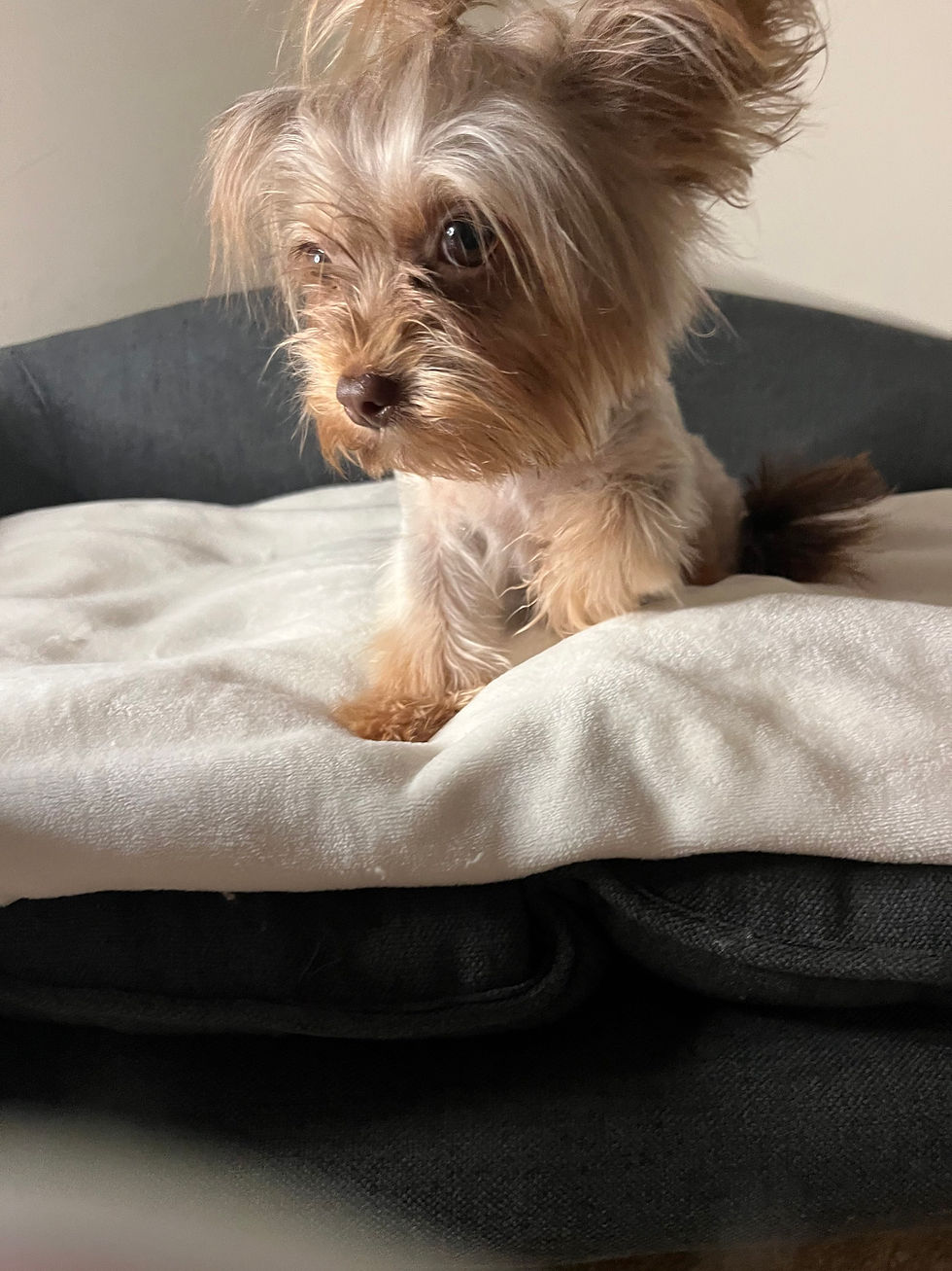 Teacup Yorkies in Minnesota