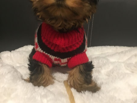 Babydoll Teacup Yorkie Appolo Kelowna