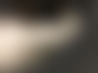 Buy Teacup Yorkie Tucker Calgary