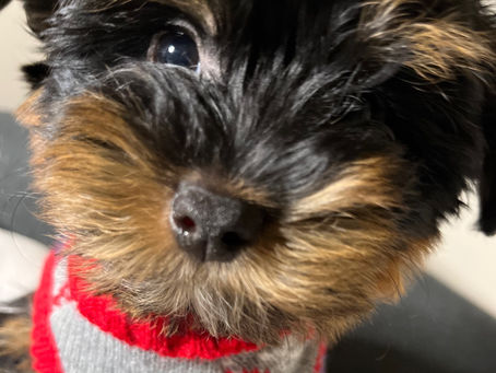 Fur or Faux-Pas: Are Yorkies the Hypoallergenic Heroes