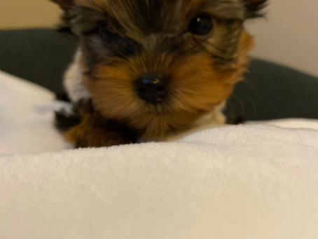 Teacup Yorkie Calgary