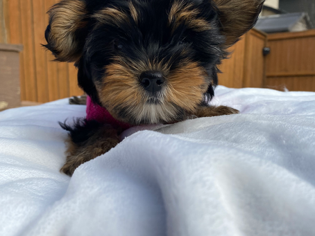 BABYDOLL Yorkie