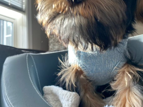 Babydoll Yorkie Calgary