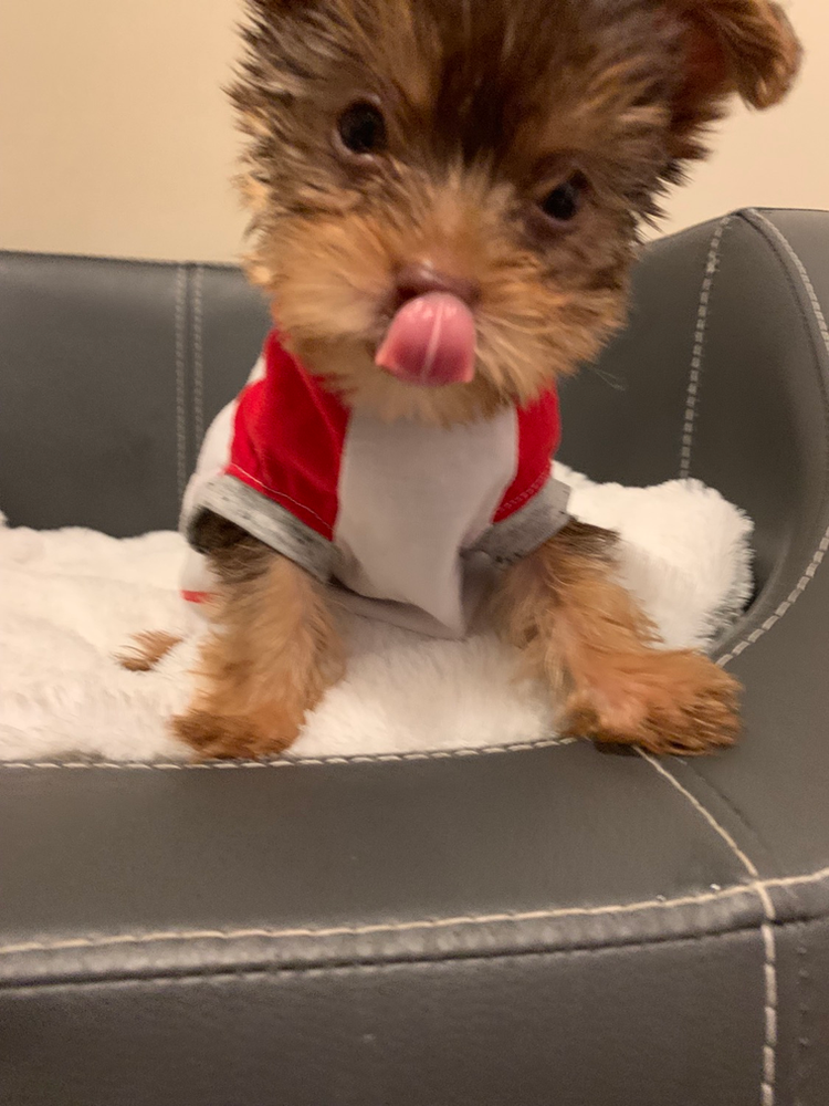 Teacup Yorkie Chocolate 🍫 Edmonton