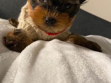 Yorkie Teacup Vancouver