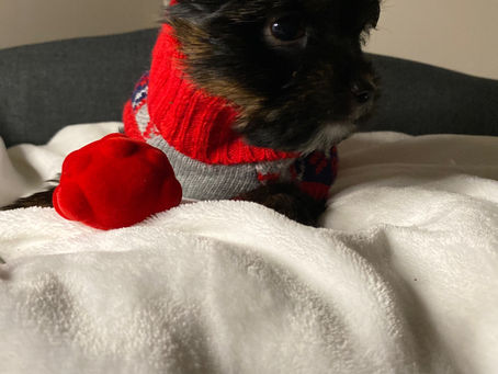 Biewer Yorkie Calgary