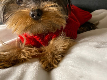 Yorkie Stud Houston Tx