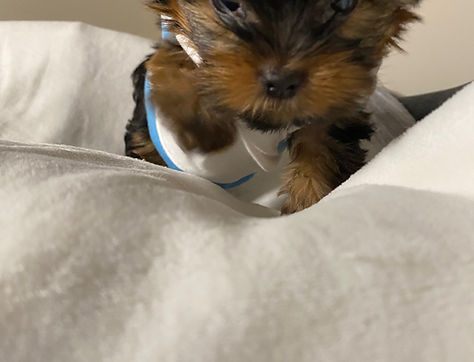 Teacup Yorkie Breeder Ontario