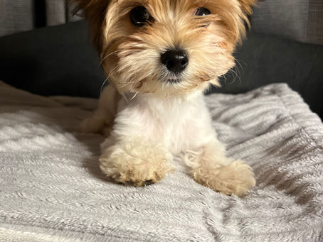 Teacup Yorkies Lewiston & Auburn Maine