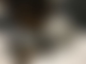 Babydoll Teacup Yorkie Loki Vancouver