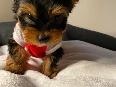 Teacup Yorkie Edmonton