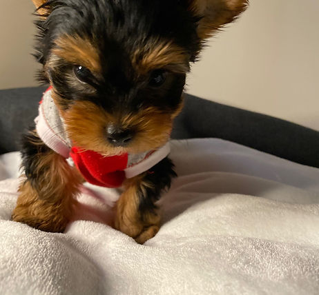 Teacup Yorkie Aurora