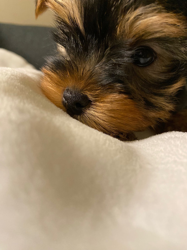 Teacup Edmonton Alberta