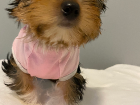 Yorkie Kelowna