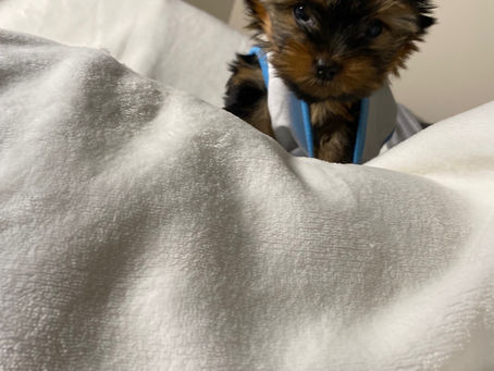 Teacup Yorkie Calgary