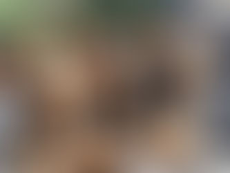 "Understanding and Managing Yorkie Joint Problems: A Comprehensive Guide"