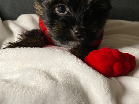 Yorkie Vancouver Teacup