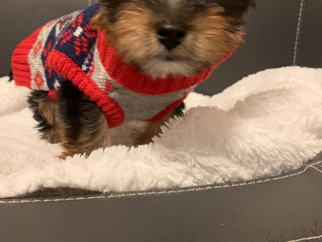 Babydoll Teacup Yorkie