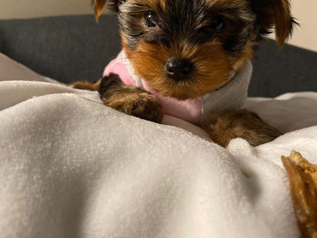 Teacup Yorkie Girl Vancouver