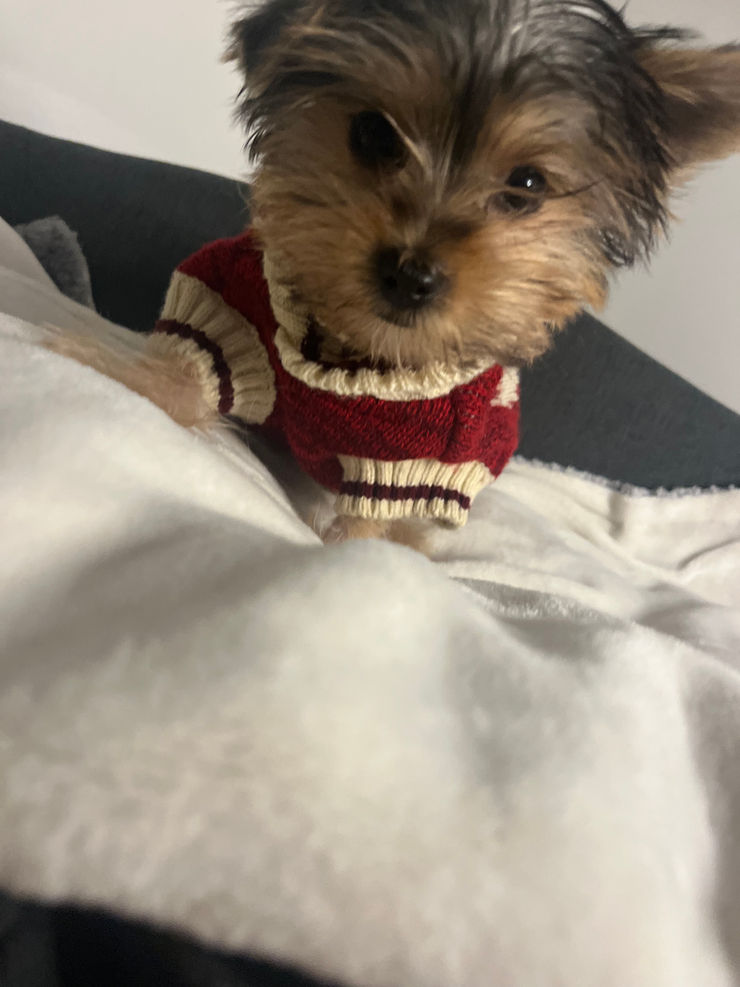 Fluffy Yorkshire Terrier puppy cuddling.